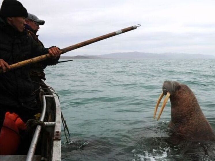 "Медвежьи патрули" и морзверобойный промысел обсудят на охотничьем форуме