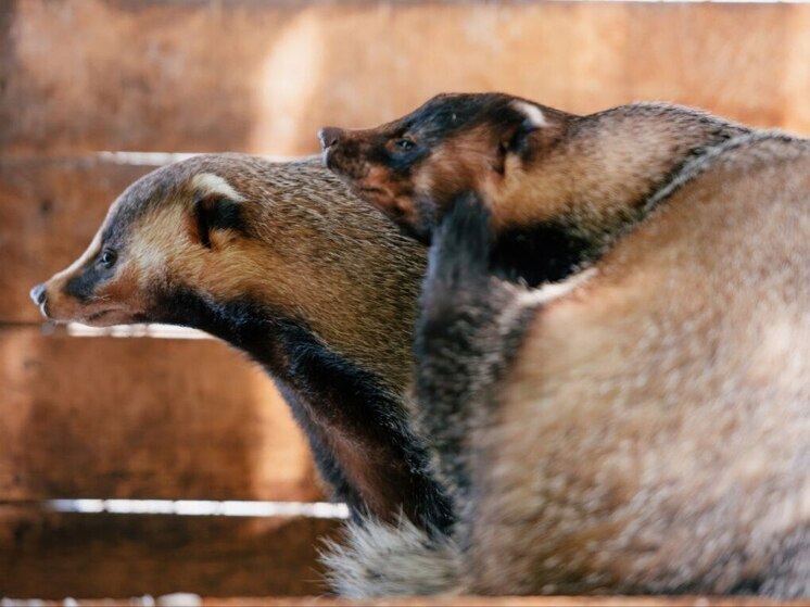 Отметить Первомай приглашают жителей Хабаровска в зоосад «Приамурский»