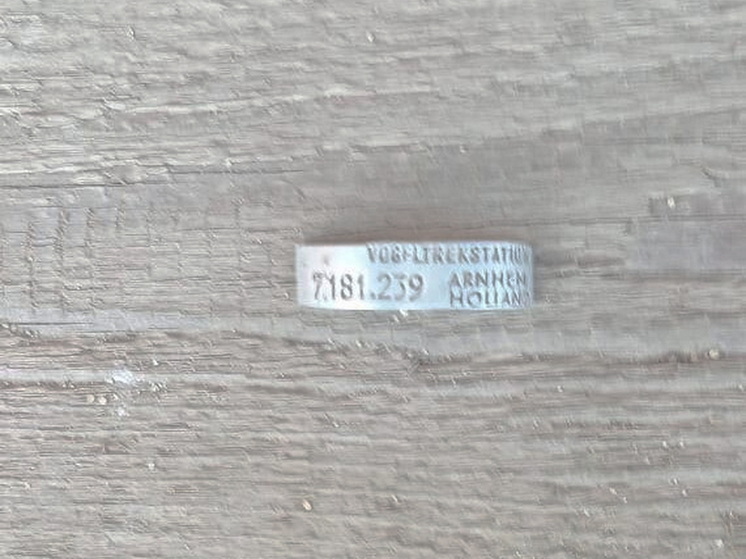 В Марий Эл охотник добыл окольцованного в Нидерландах гуся