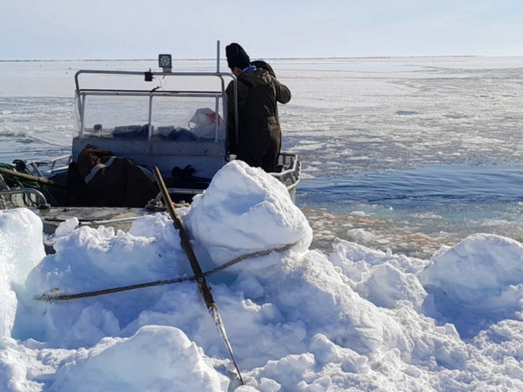 Сезон морской охоты начался на восточной Чукотке