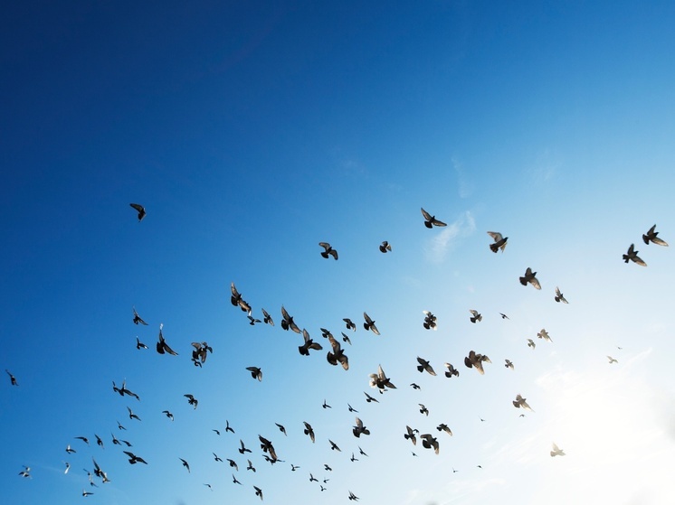 Из-за непогоды некоторые птицы снова полетели на юг