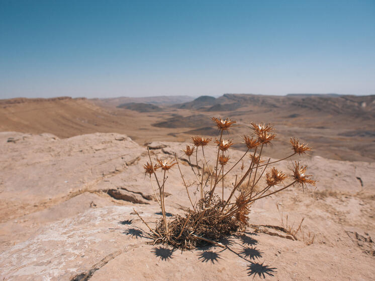  Пустыня без дождя: в Чили находится регион, где осадков не было миллионы лет