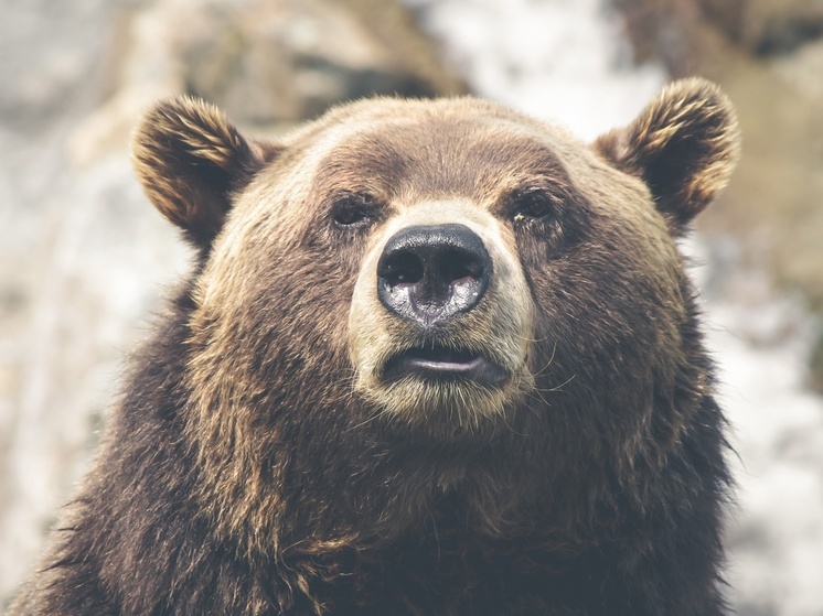 В деревне под Малоярославцем нашли следы медведя