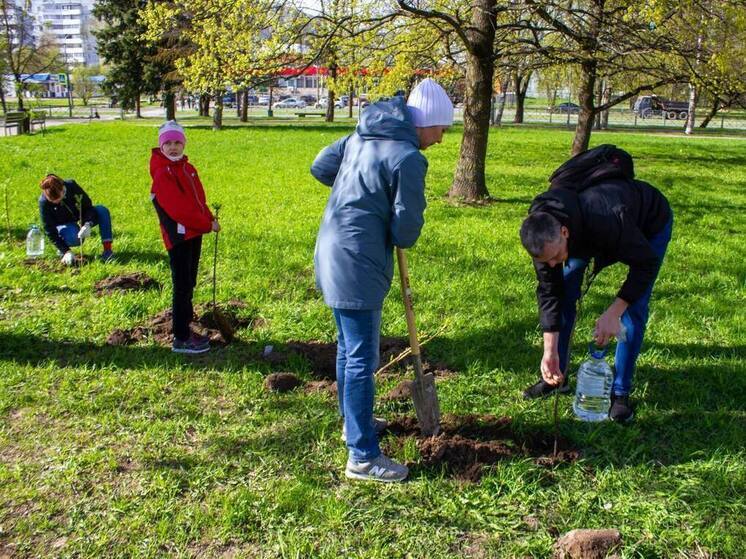 Десятки саженцев клена, сирени и шаровидной ивы посадили в парках Пскова