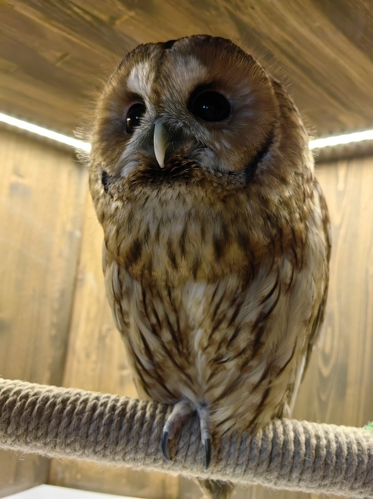 Какие кафе с животными можно посетить с детьми жителям Карелии на долгих выходных