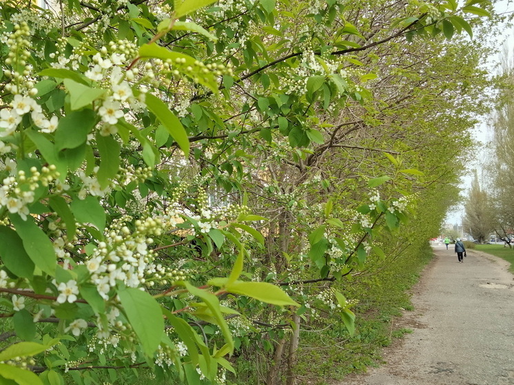 В длинные первомайские выходные в Марий Эл будет прохладно и сыро