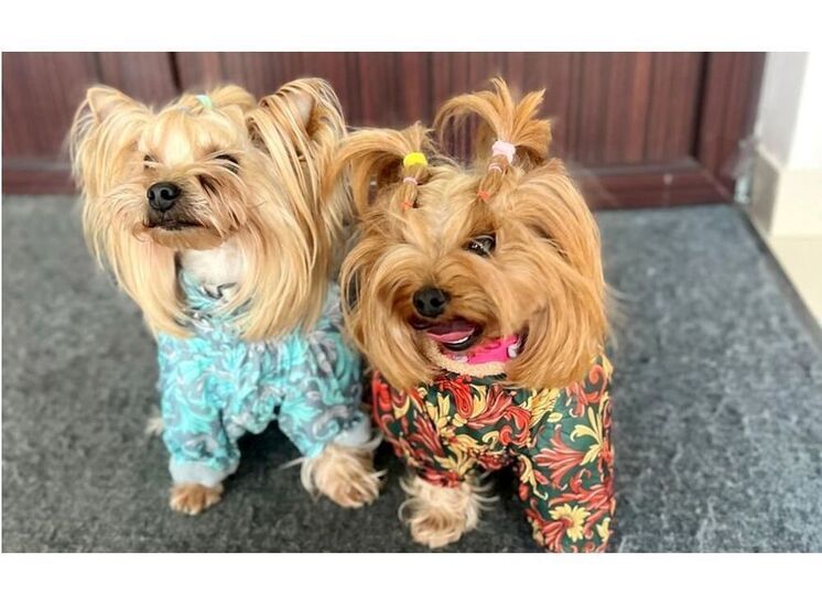 Смоленский Россельхознадзор проконтролировало вывоз владельцами за рубеж 10 собак