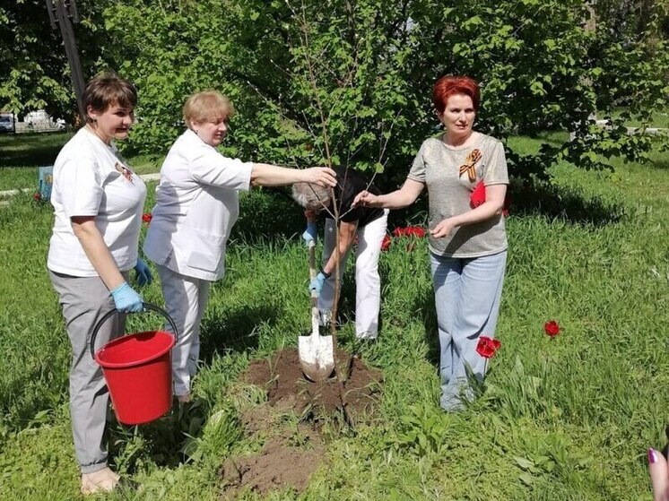 В Изобильненской районной больнице высадили «Аллею Победы»