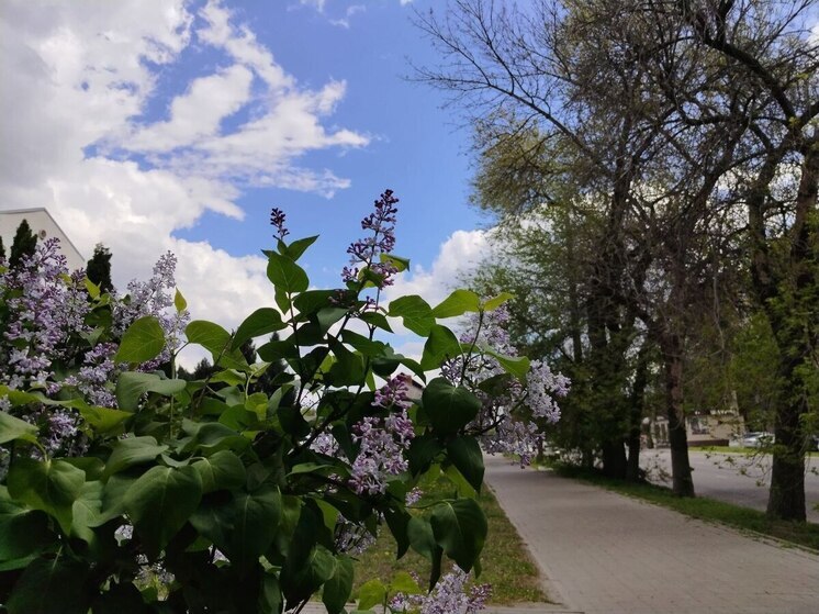 Первомай принесет белгородцам небольшие дожди и сильный ветер
