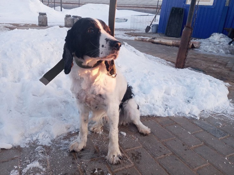 На Зеленой в Нарьян-Маре отловили русского спаниеля