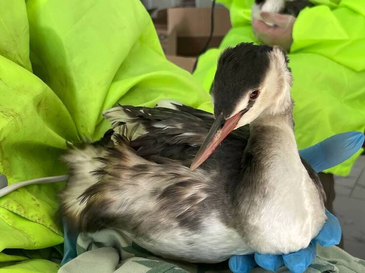 Восемь окрепших чомг отправили из Сочи в Крымский район