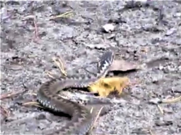 В Екатеринбурге мужчину укусила ядовитая змея