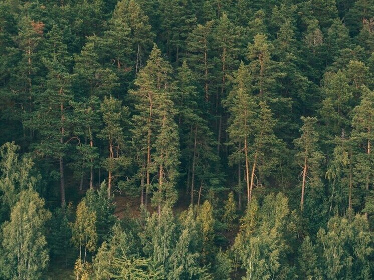 В Тамбовской области незаконно вырубили сосны и берёзы