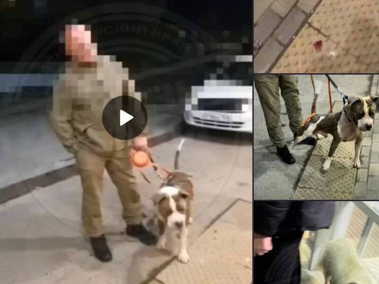 В Сочи полиция проводит проверку после публикации в соцсетях о мужчине, выгуливающем собаку опасной породы без намордника