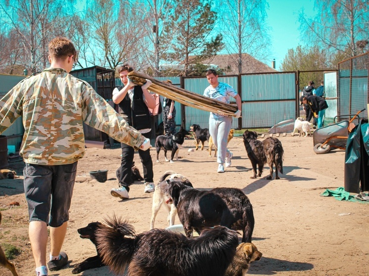 Брянск: территория доброты. Как "хвостики" меняют городские сердца