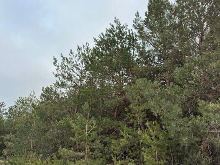 На Дону ввели ограничения на пребывания в лесах