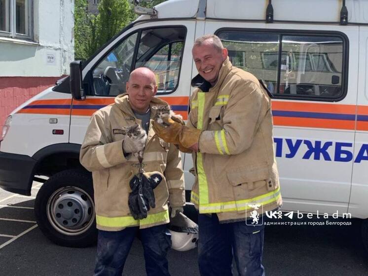 Белгородцам предложили взять в семью спасенных из вентиляционной шахты котят