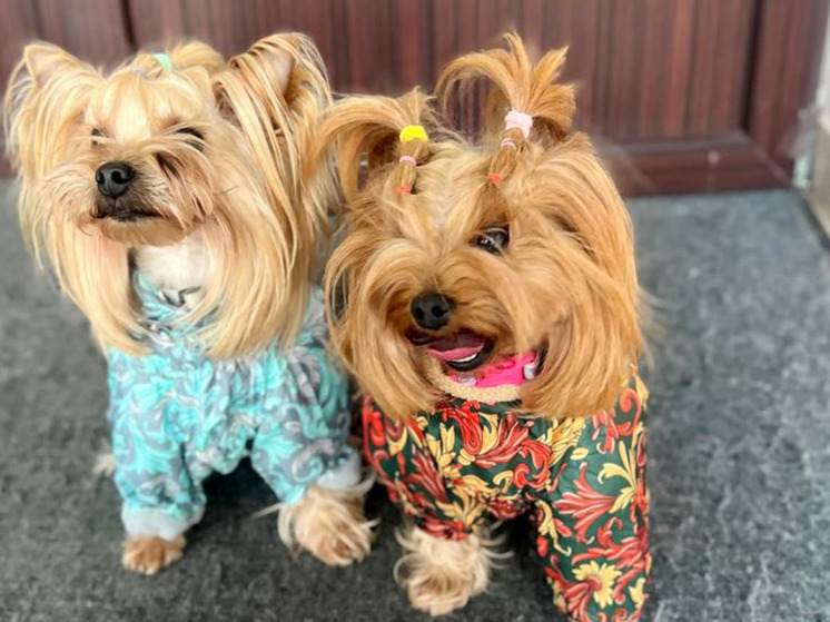 Из Калуги под контролем Россельхознадзора вывезли 19 питомцев