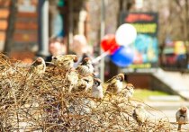 1 Мая в России отмечается День весны и труда