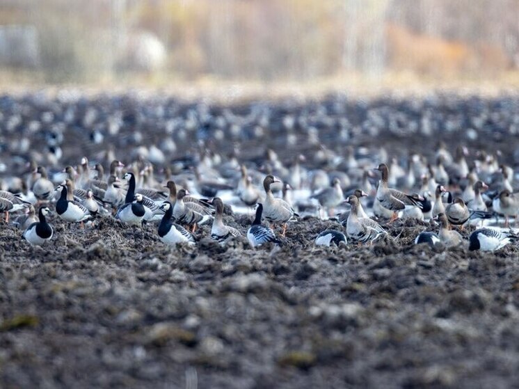 Гусиная столица вновь появилась в Карелии