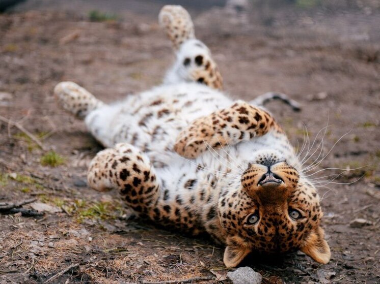 Хоккеисты «Кубка Третьяка» побывали на экскурсии в хабаровском зоосаде