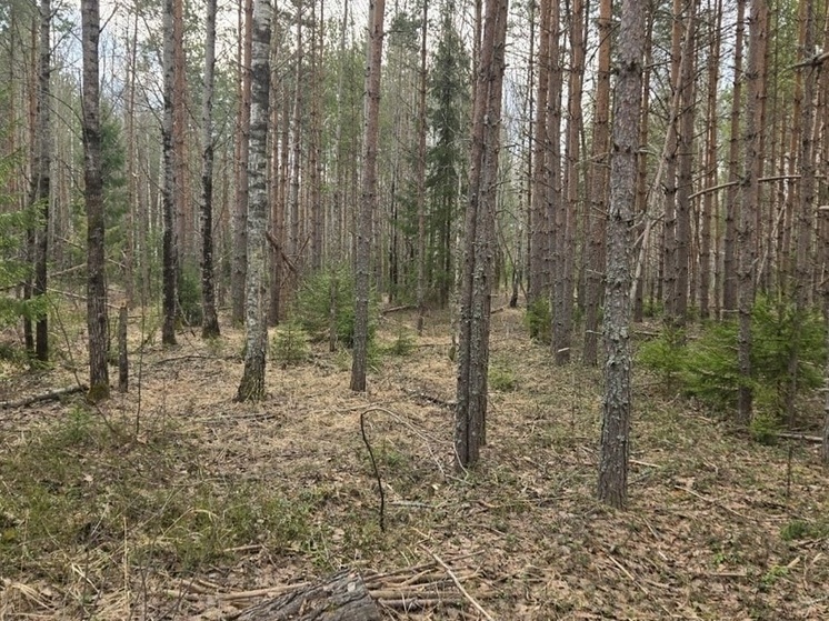 В Александровском районе нарушали лесное законодательство