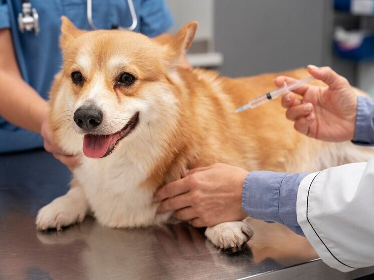 В Петрозаводск доставили партию российской вакцины от бешенства и чумы у собак