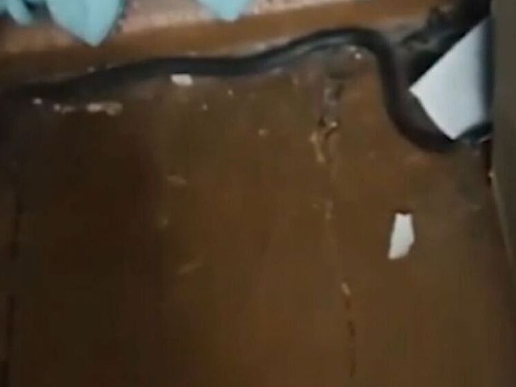 В одной из уфимских школ заметили змей