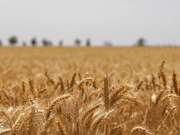 Сельхозпроизводители Иркутской области получили 70 % годовой господдержки