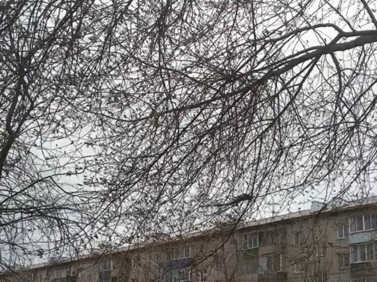 Сильный ветер до 20 м/сек ожидается 2 мая в Забайкалье