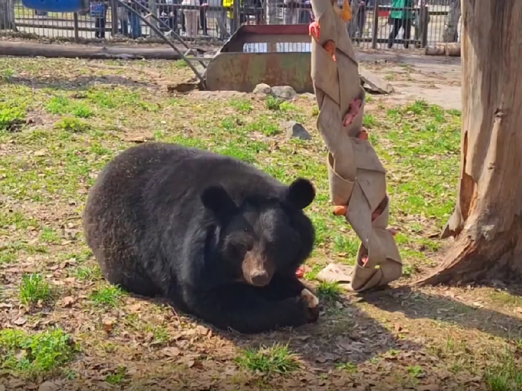 В зоосаде Хабаровска стартовал весенне-летний сезон