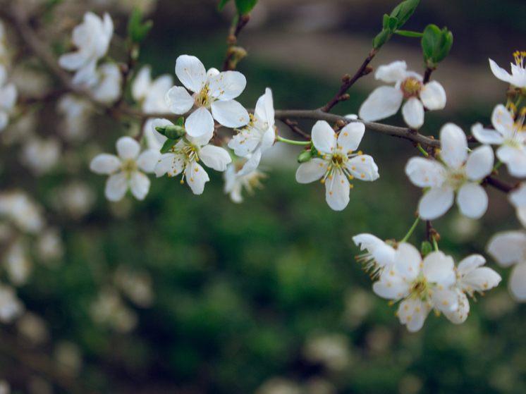 Жителей Хакасии поздравили с Праздником Весны и Труда