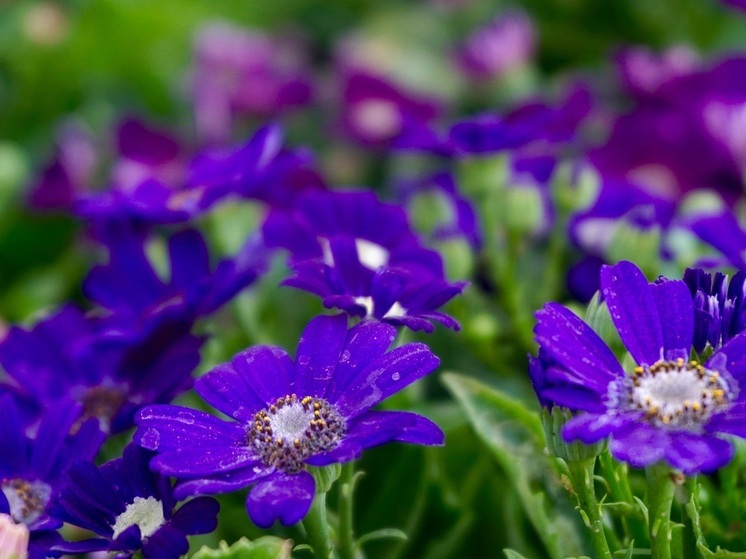 Комплексную программу в НАО представил ТОС «Сахалин»