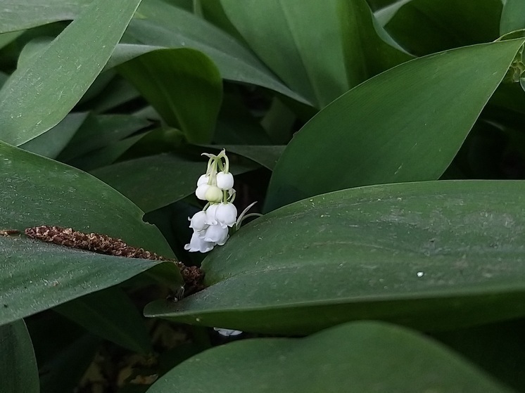 Петербуржцев попросили не покупать и не продавать первые весенние цветы