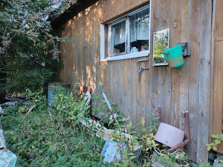Новгородских дачников предупредили о крупных штрафах за выращивание запрещенных цветов