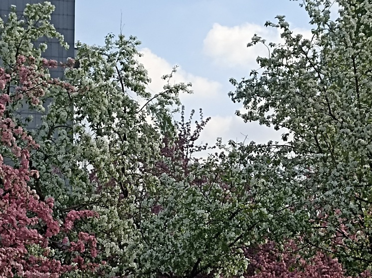 Апрель 2025 года в Оренбурге стал одним из самых тёплых за всю историю наблюдений