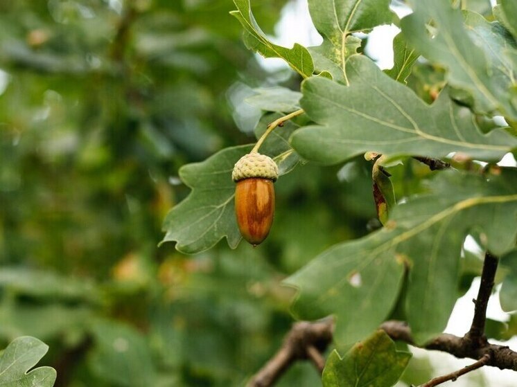 В Мещовске высадили «Семейную аллею»