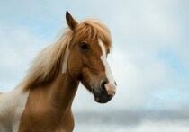 Проданный конь вернулся к своему хозяину в Ингушетии спустя год разлуки, сбежав от нового владельца