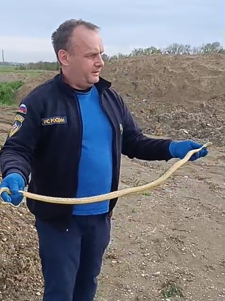 Смотрите под ноги: спасатели Минеральных Вод предупреждают о повышенной активности змей