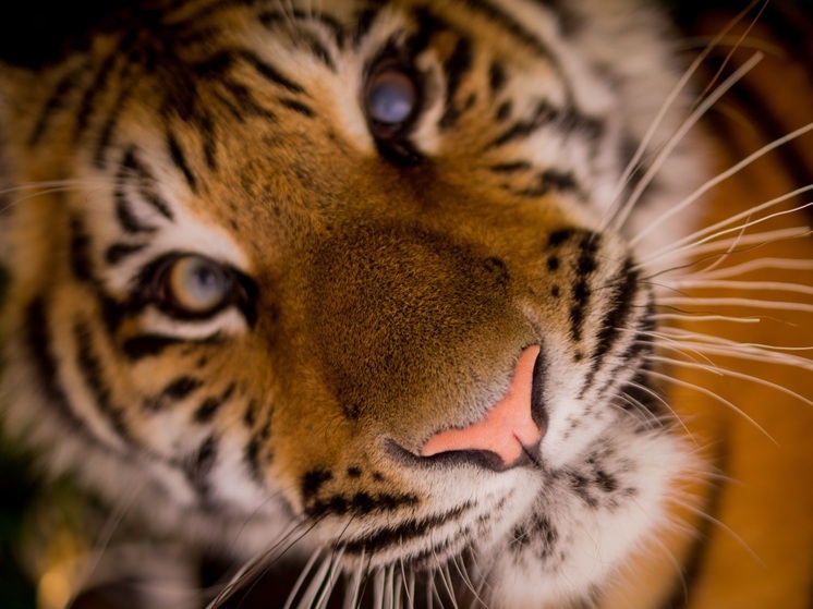 Фотоловушка засняла новые кадры из жизни желтобокой тигрицы и ее потомства в Хабаровском крае