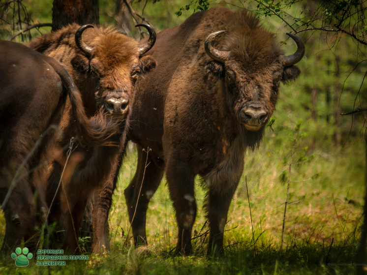 В Башкирии уже обитают 23 благородных животных