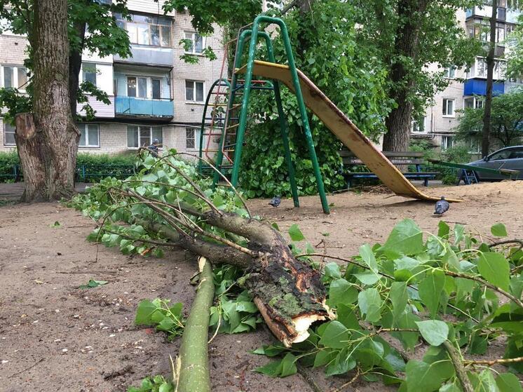 В результате урагана в Воронеже упало 14 деревьев