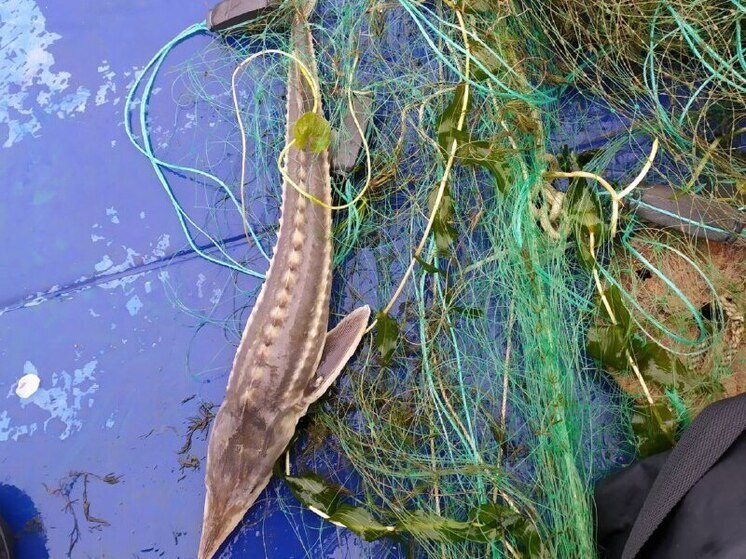 Изъятые у хабаровских рыбаков сети стали госсобственностью