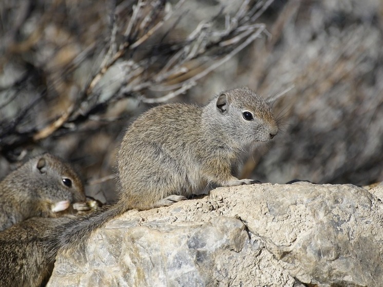 Томичам рассказали, как защитить дачу от грызунов