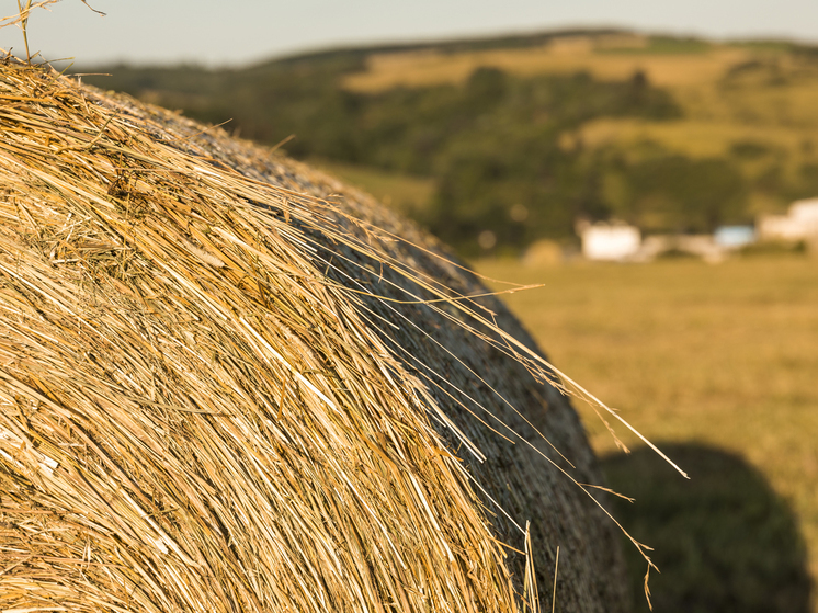 На Украине могут использовать земли Чернобыля для сельского хозяйства