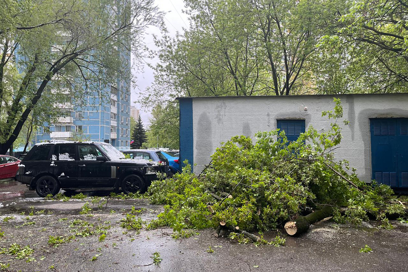 Поваленные деревья, тревоги дачников, опасности для водителей: москвичи шокированы снегом в мае