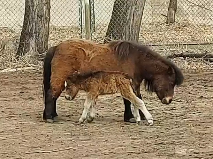 Малышка пони Лиза из хакасского зоопарка сделала первые шаги