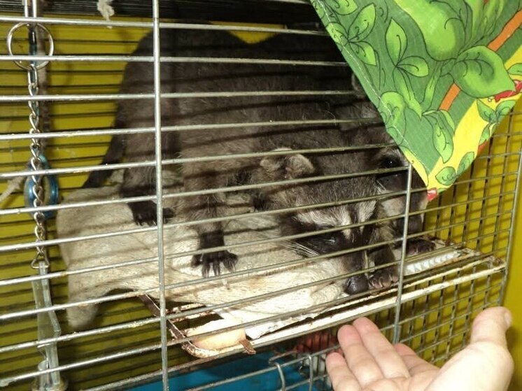 Калужан предупредили об опасности домашних енотов