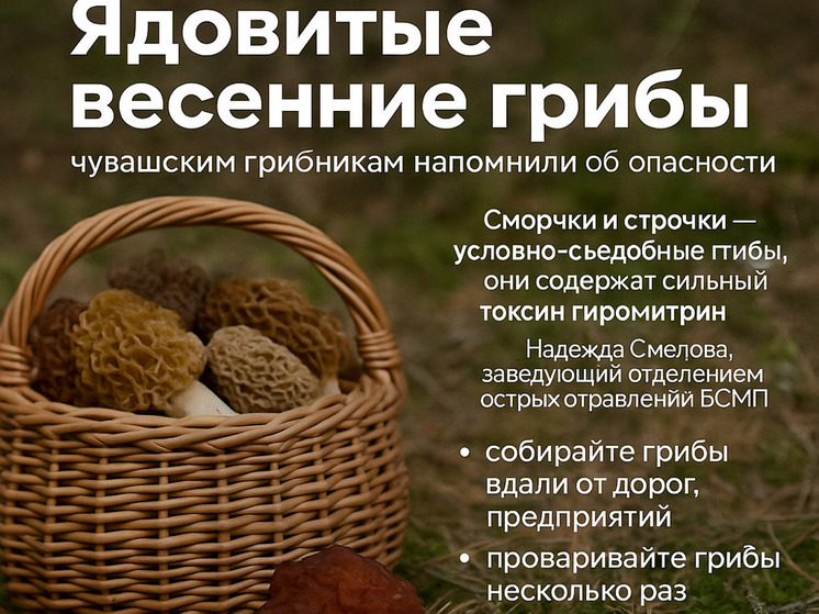 Тихая охота с риском: чувашским грибникам напомнили об опасности весенних грибов