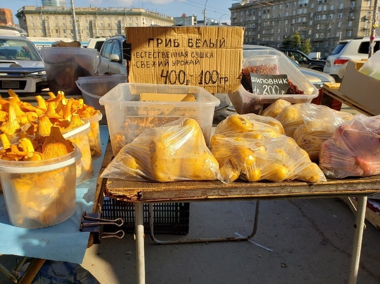 Новосибирцы открыли сезон сбора сморчков в городских лесах